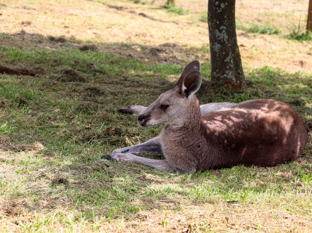 【栃木県】 那須の雄大な自然に暮らす動物たちの王国『那須どうぶつ王国』