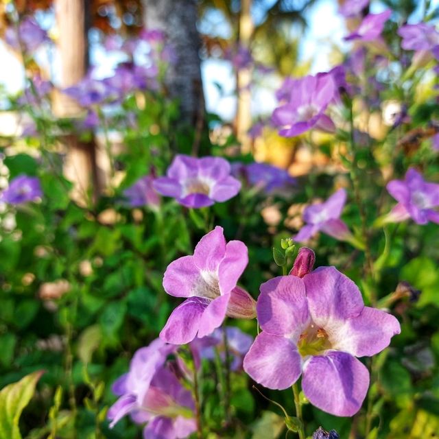ชายหาดที่มีดอกไม้สีม่วง