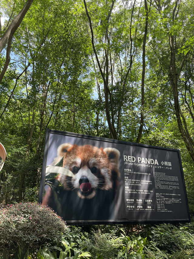 มาดู Red panda กันค่า❤️
