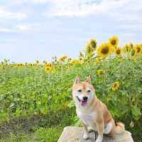 夏色に染まる🌻笑顔あふれる「はがた農園」