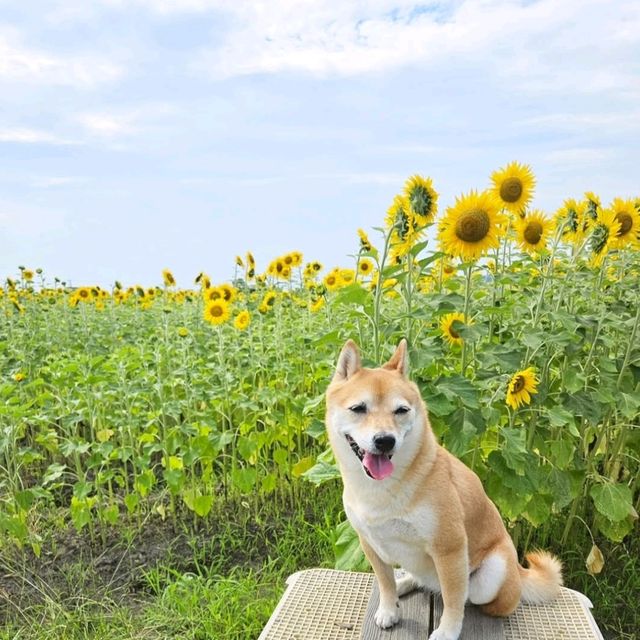 夏色に染まる🌻笑顔あふれる「はがた農園」