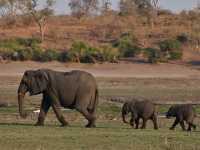 🐘 짐바브웨 여행 – 사파리와 모험