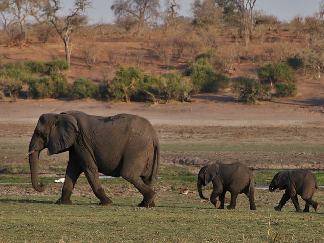 🐘 짐바브웨 여행 – 사파리와 모험