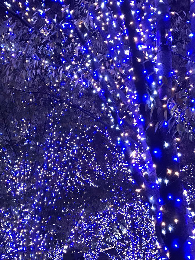 秋の横浜でコスモス＆おしゃれ散歩🌸✨
