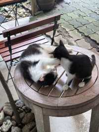 สะท้อน 2557 - พังงา 🐈
