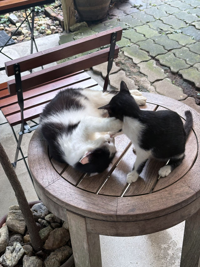 สะท้อน 2557 - พังงา 🐈