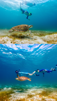 Island Hopping in Cebu ว่ายน้ำตามฉลามวาฬ