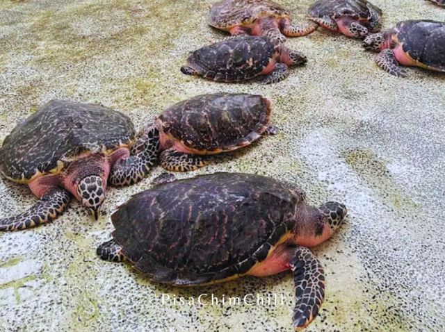 ศูนย์อนุรักษ์พันธุ์เต่าทะเล กองทัพเรือ สัตหีบ