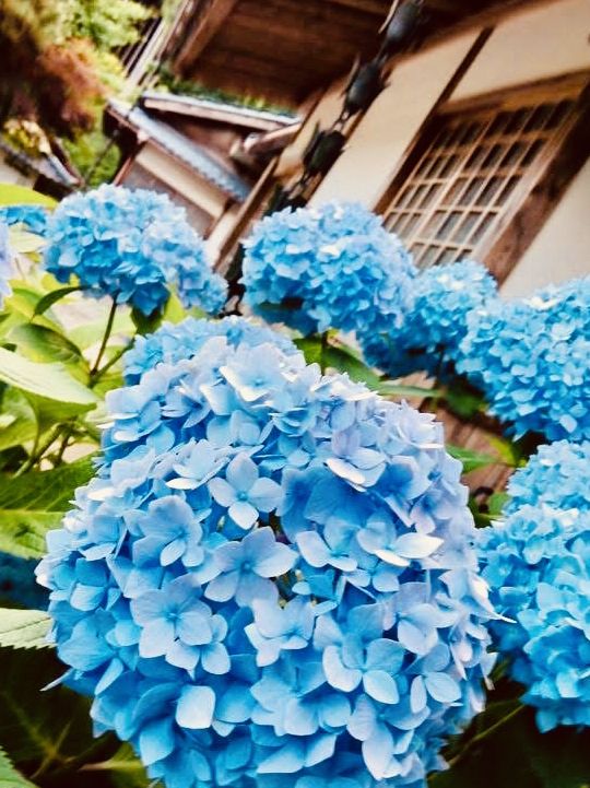🏡「時光慢下來，走進茅草屋的田園故事。」