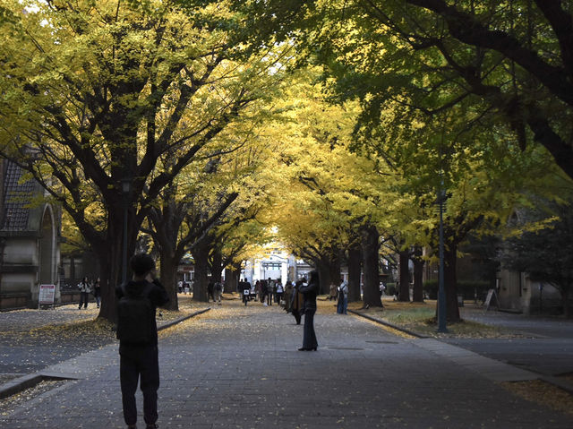 ชมใบไม้เปลี่ยนสีในมหาลัยโตเกียว 🍂🇯🇵 ชมใบไม้เปลี่ยนสีในมหาลัยโตเกียว 🍂🇯🇵