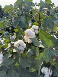 Experience exotic 4 seasons in a day in Northern Xinjiang