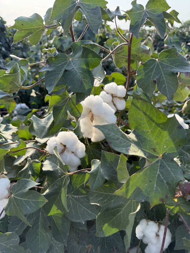 Experience exotic 4 seasons in a day in Northern Xinjiang Experience exotic 4 seasons in a day in Northern Xinjiang