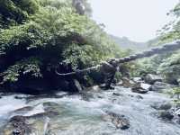 🌿「追隨水聲，一步步走進山林的心跳節奏。」