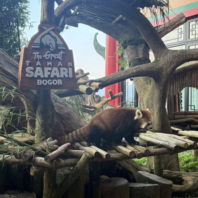 🦒🚙 Drive-Thru Safari Experience You’ll Never Forget - Safari Bogor 🇮🇩