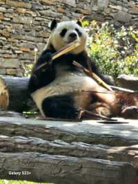 我是福寶