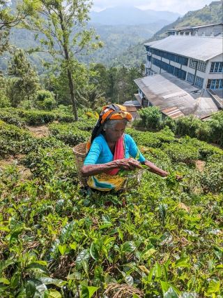 斯里蘭卡茶園的絕景與茶體驗