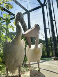 ✨Maruyama Zoo สวนสัตว์ที่เดินทางง่ายใน Sapporo✨