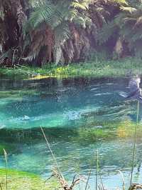 💙 Blue Spring: Earth’s Liquid Crystal in Pure NZ! 🌿