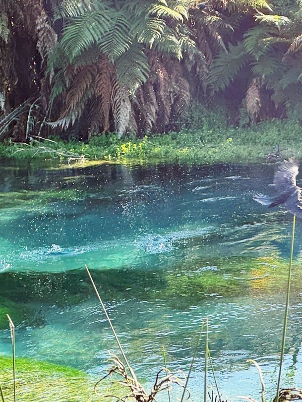 💙 Blue Spring: Earth’s Liquid Crystal in Pure NZ! 🌿