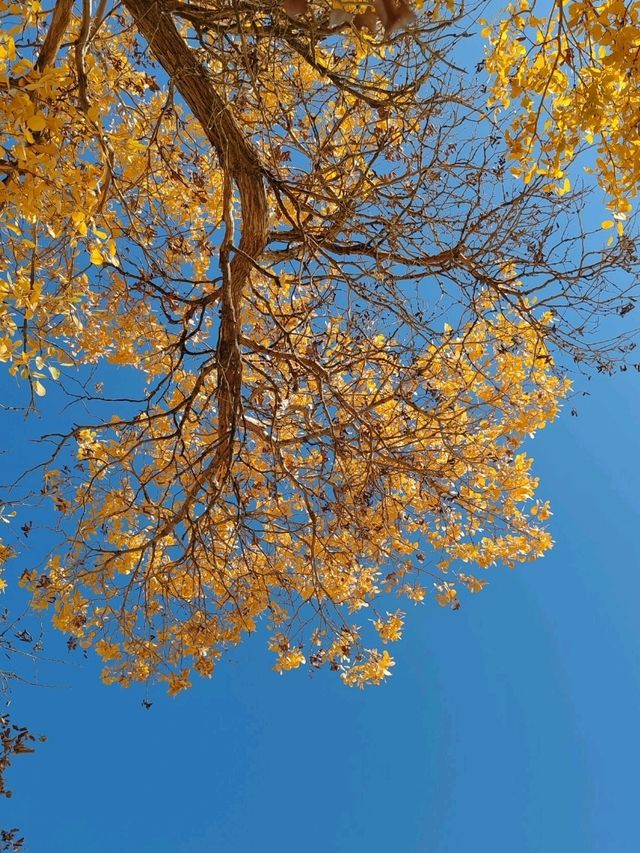 The Spirit of the Desert Poplar