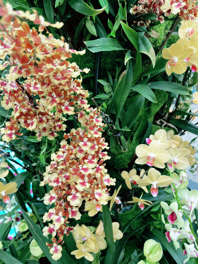 Flower Dome: Must-Visit for Colorful Blooms and Instagram-Worthy Moments