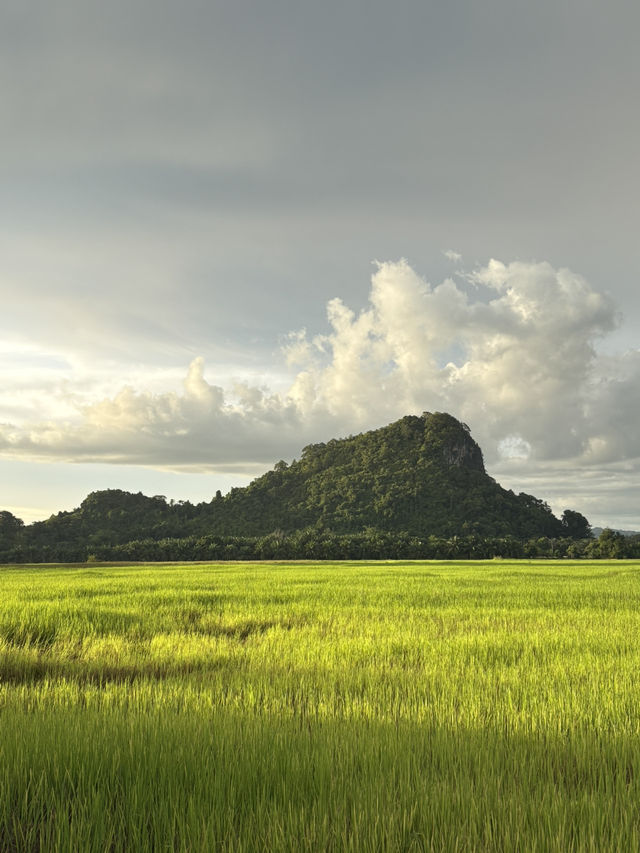 ทุ่งนาสีเขียวในฤดูฝน ☔️🌾 — นาหมื่นศรี ตรัง