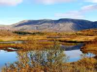 “Golden Reflections of Thingvellir”