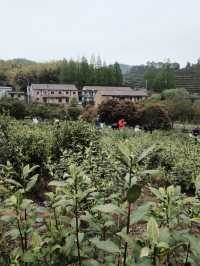 🍃 วันนี้เรามา “เก็บชา” กันที่ 福泉山茶山