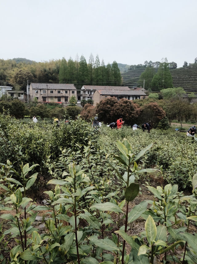 🍃 วันนี้เรามา “เก็บชา” กันที่ 福泉山茶山