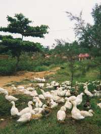 🌴 When to visit Phu Quoc 🇻🇳