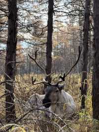 秋日森林秘境遇見野鹿🦌