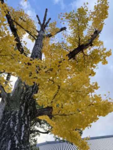 บรรยากาศใบไม้เปลี่ยนสีที่นารา เกียวโต และโอซาก้า