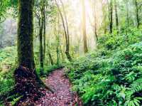 ดอยอินทนนท์—ฟินทะเลหมอกบนจุดสูงสุดของสยาม 🌤