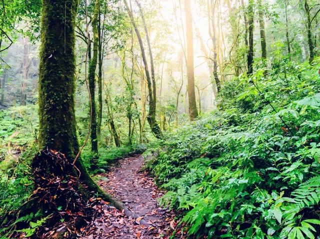 ดอยอินทนนท์—ฟินทะเลหมอกบนจุดสูงสุดของสยาม 🌤 ดอยอินทนนท์—ฟินทะเลหมอกบนจุดสูงสุดของสยาม 🌤