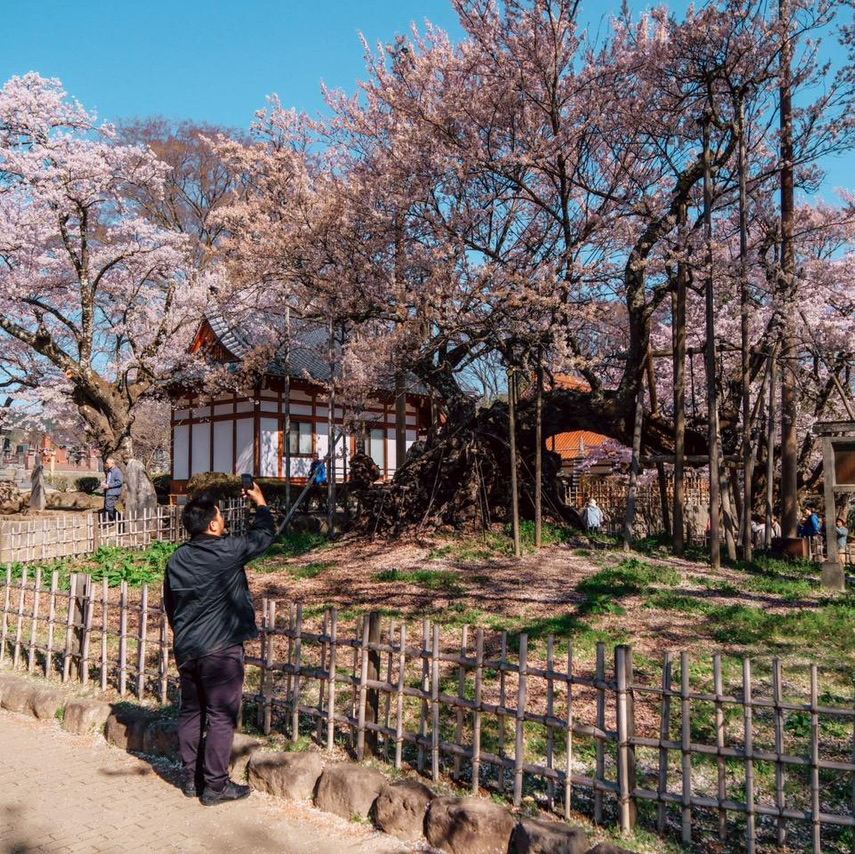 樹齢2000年！日本最古で最大級の桜。 | Trip.com 北杜