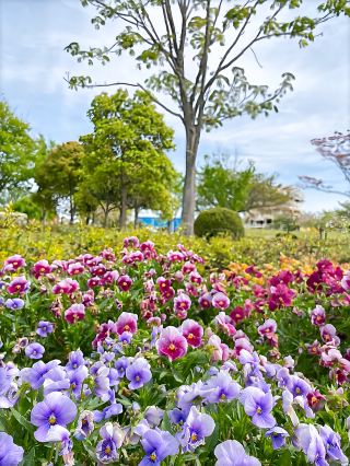 [Hyogo] Incredible Free Spring Scenic Spots in 2026.