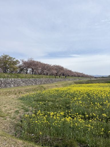 2026年朝日舟川「春之四重奏」：櫻花慶典｜Trip.com 朝日町