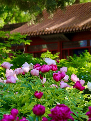 징산공원 | 만발한 모란꽃의 향연
