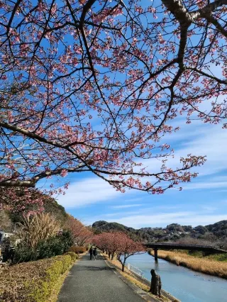 Izu Peninsula Travel Guide 2026: Top Attractions, Things to do