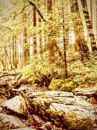 Indonesia Sumatra Bukit Lawang Mossy Orangutan Jungle Patheasytravelpost #BukitLawang #GunungLeuser