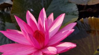 우돈타니주 쿰파와피 붉은 연꽃 바다 보트 투어 | 끝없이 펼쳐지는 분홍빛 수면의 경이로움