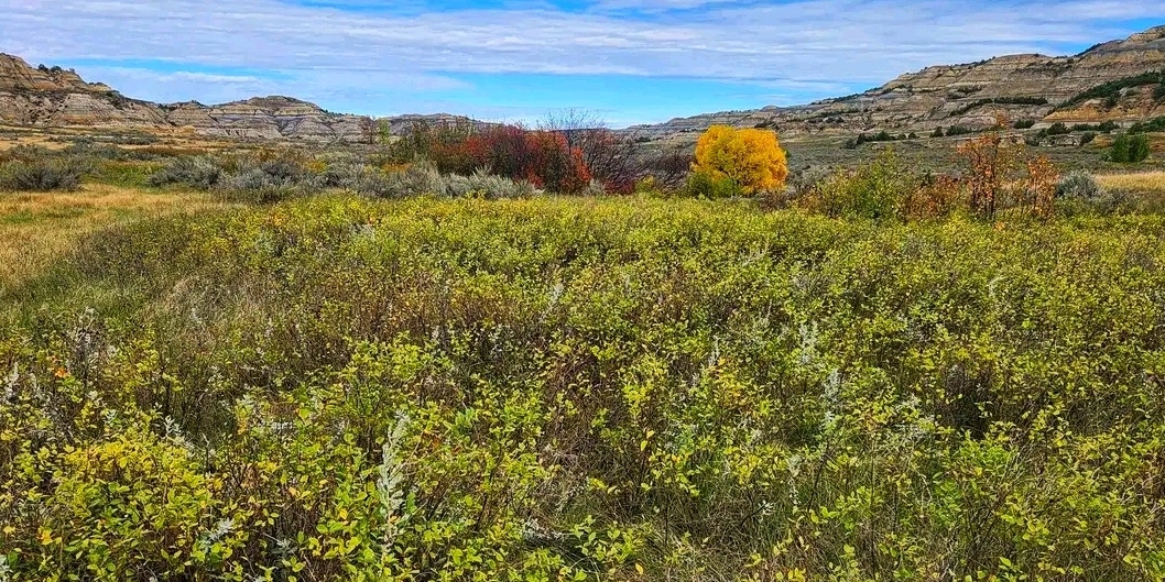 🍂🦬 Where the Wild West Meets Autumn: Theodore Roosevelt National Park 🌄