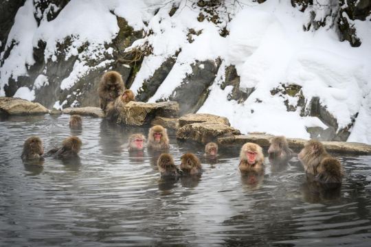 地獄谷野猿公苑：湯煙あふれる温泉と雪景色、そして野生のニホンザルに出会う旅！