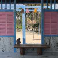 Monkeying Around in Paradise: Exploring Nha Trang's Wild Side!