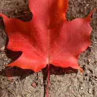 Beautiful Autumn 🍂 in High Park Toronto
