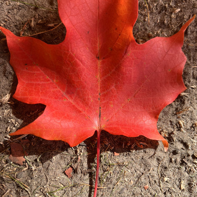 Beautiful Autumn 🍂 in High Park Toronto