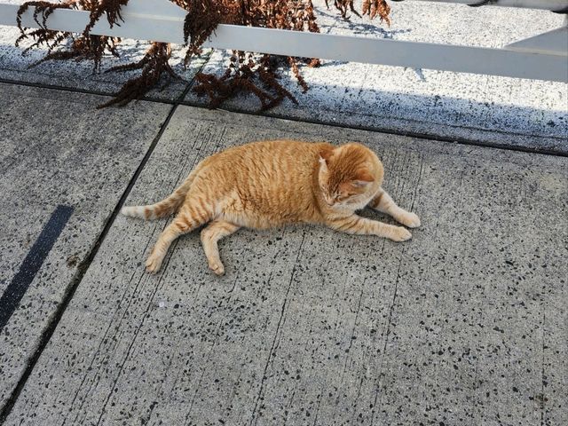 고양이 섬