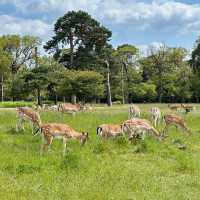 🇬🇧Meeting Wild Deer in London😍