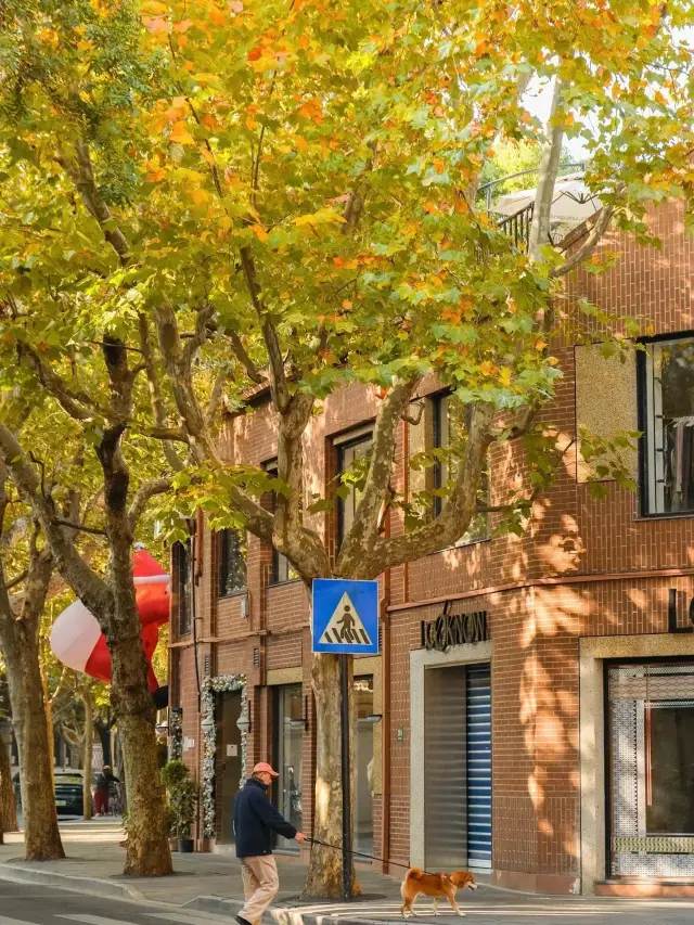 Beautiful walk in Shanghai’s French Quarter