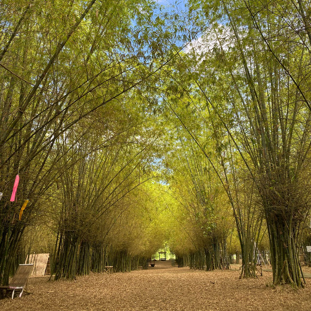 Bamboo Forest 